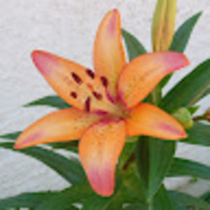 Meet your Posher, Rhema